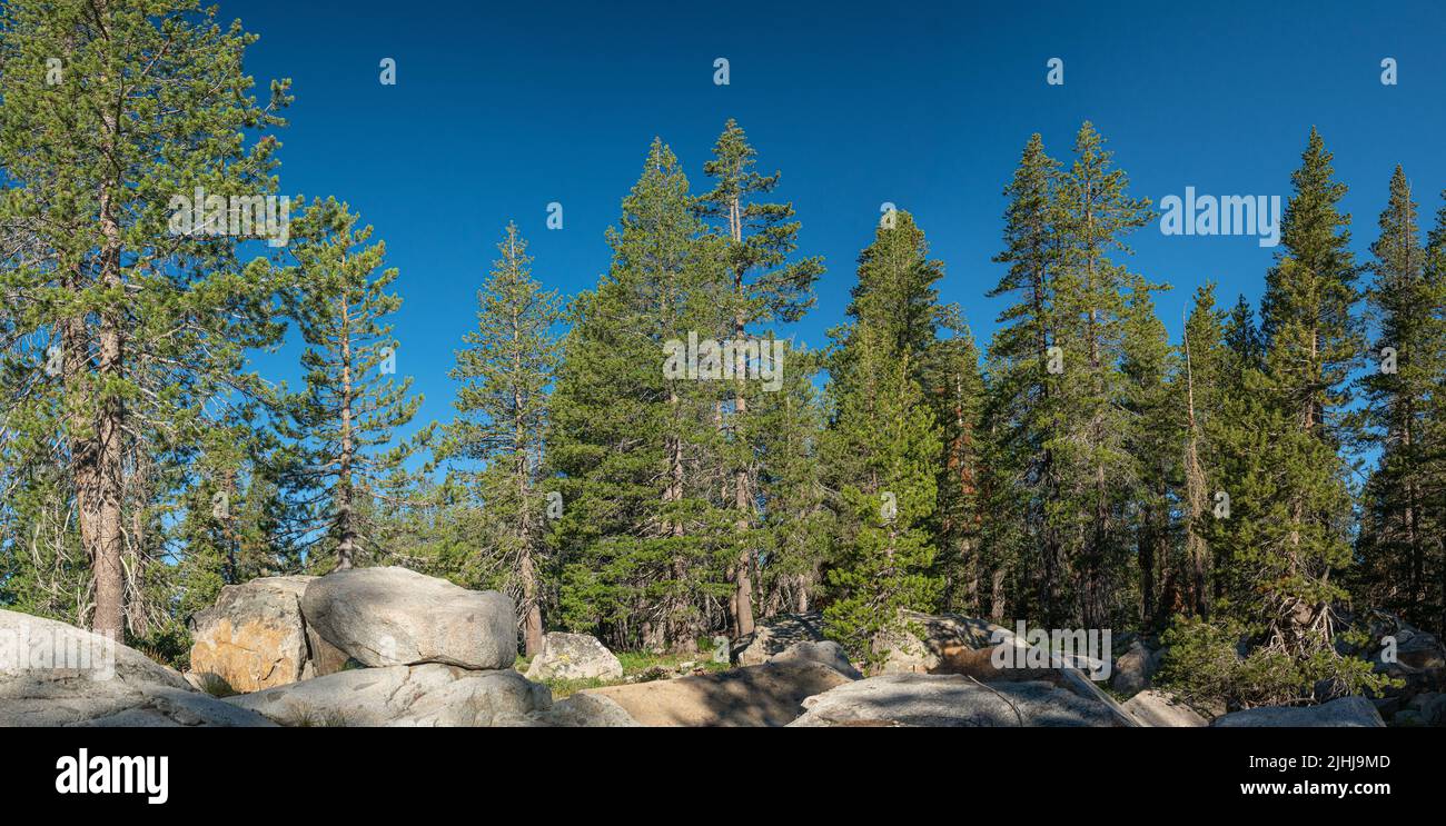 Ring of Evergreen Trees on Summit near Truckee in northern California