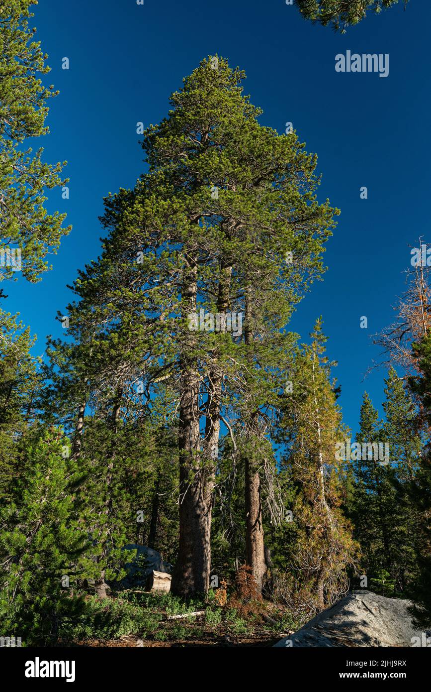 Small trees stand in hi-res stock photography and images - Alamy