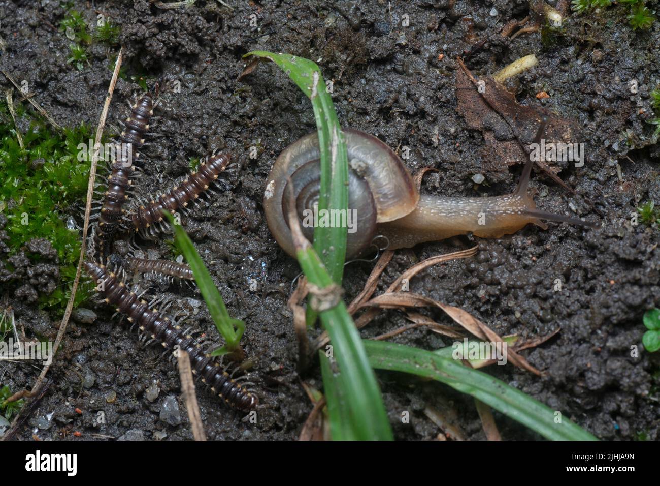 garden rotund disc snail and Yellow-spotted millipedes crawling on the ground Stock Photo