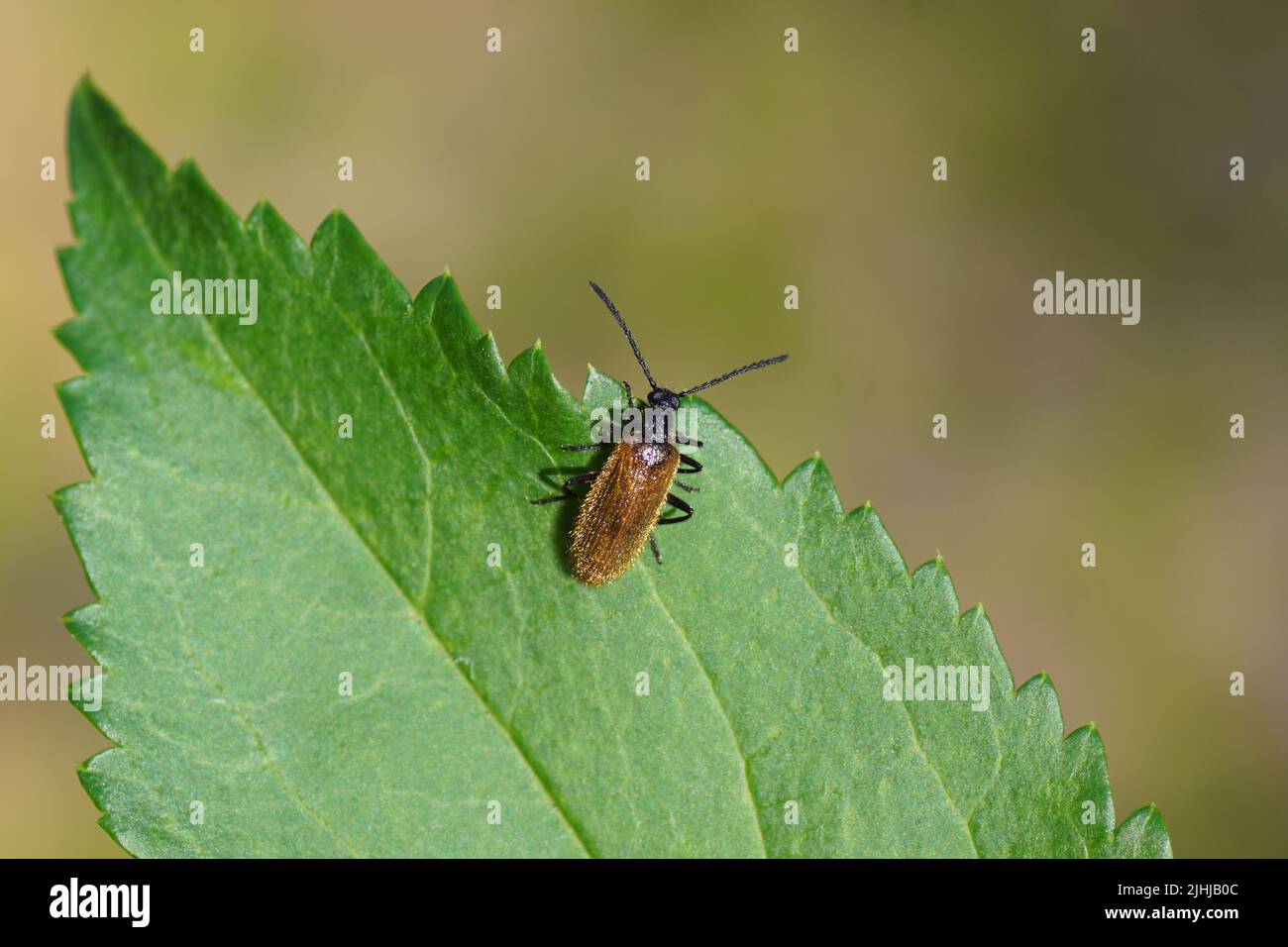 Beetle Lagria hirta or Lagria atripes. Two very similar species. Subfamily Lagriinae. Family Darkling beetles (Tenebrionidae). On a leaf Stock Photo