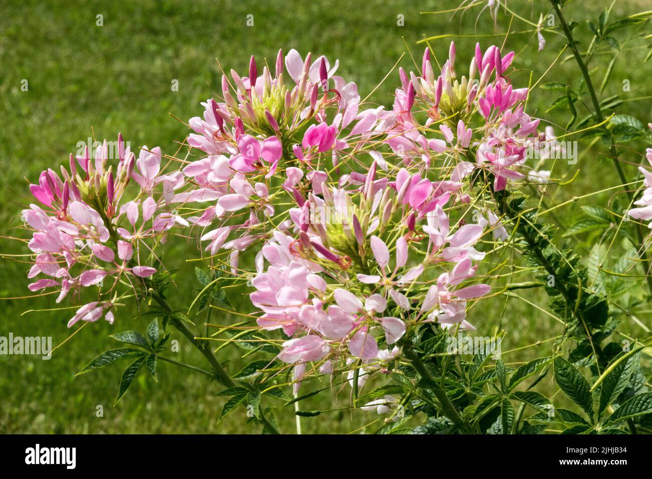 Blooming, Tarenaya, Spider Flower Grandfathers Whiskers, Cleome houtteana, Pink White Flowers aka Cleome guaranitica Herbaceous annual medicinal plant Stock Photo