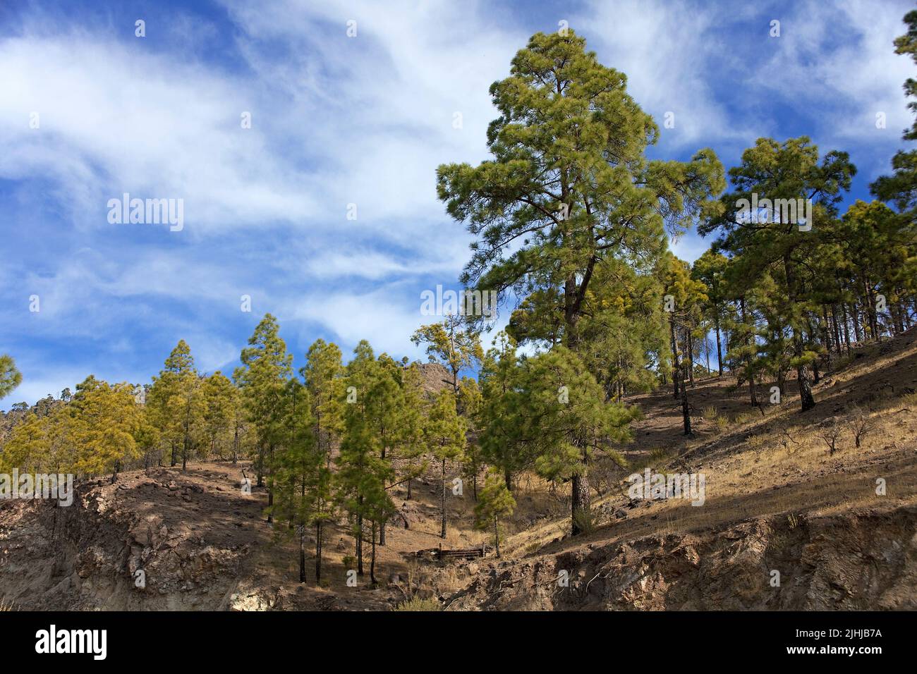 Pine trees at reservoir Embalse Cueva de las Ninas, Grand Canary, Canary islands, Spain, Europe Stock Photo