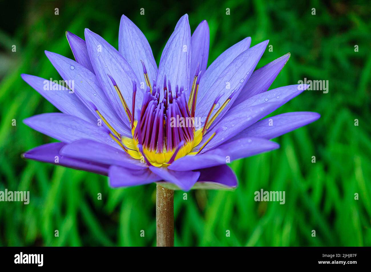 Cape blue water lily flower (Nymphaea capensis), Hong Kong Park, Central, Hong Kong Island Stock