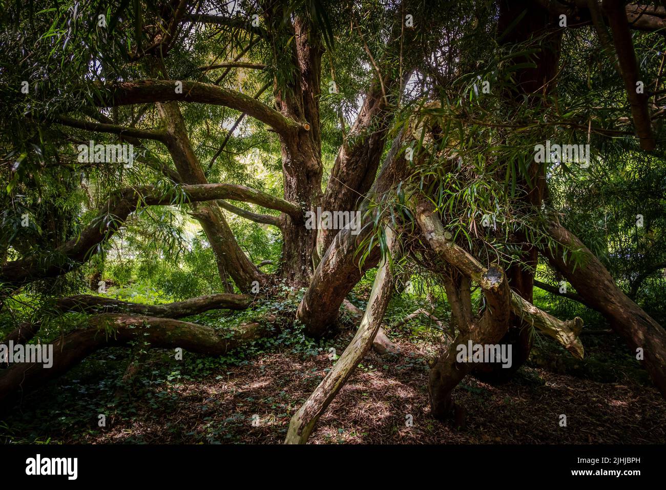 The large branches of a very old giant Podocarpus salignus growing in the wild sub-tropical Penjjick Garden in Cornwall.  Penjerrick Garden is recogni Stock Photo