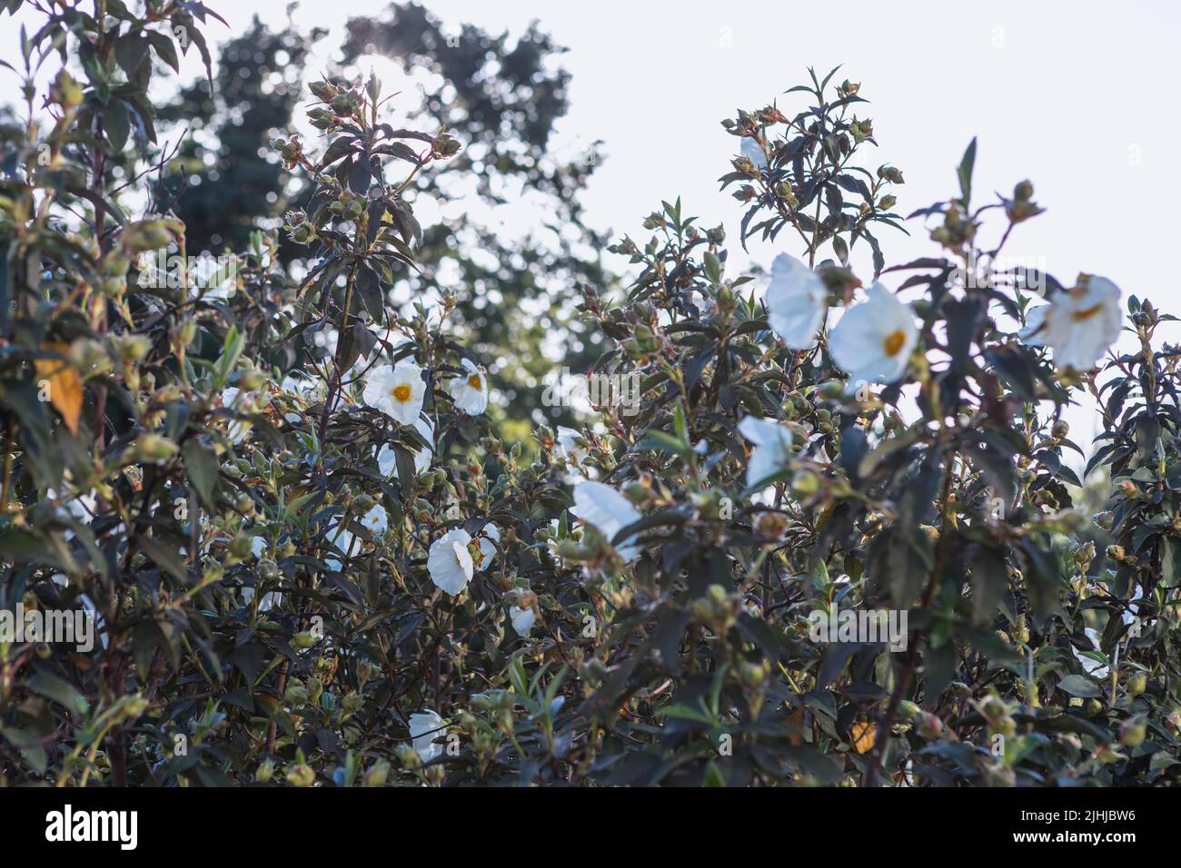 Cistus ladanifer L. (common gum cistus, laudanum) in flower Stock Photo