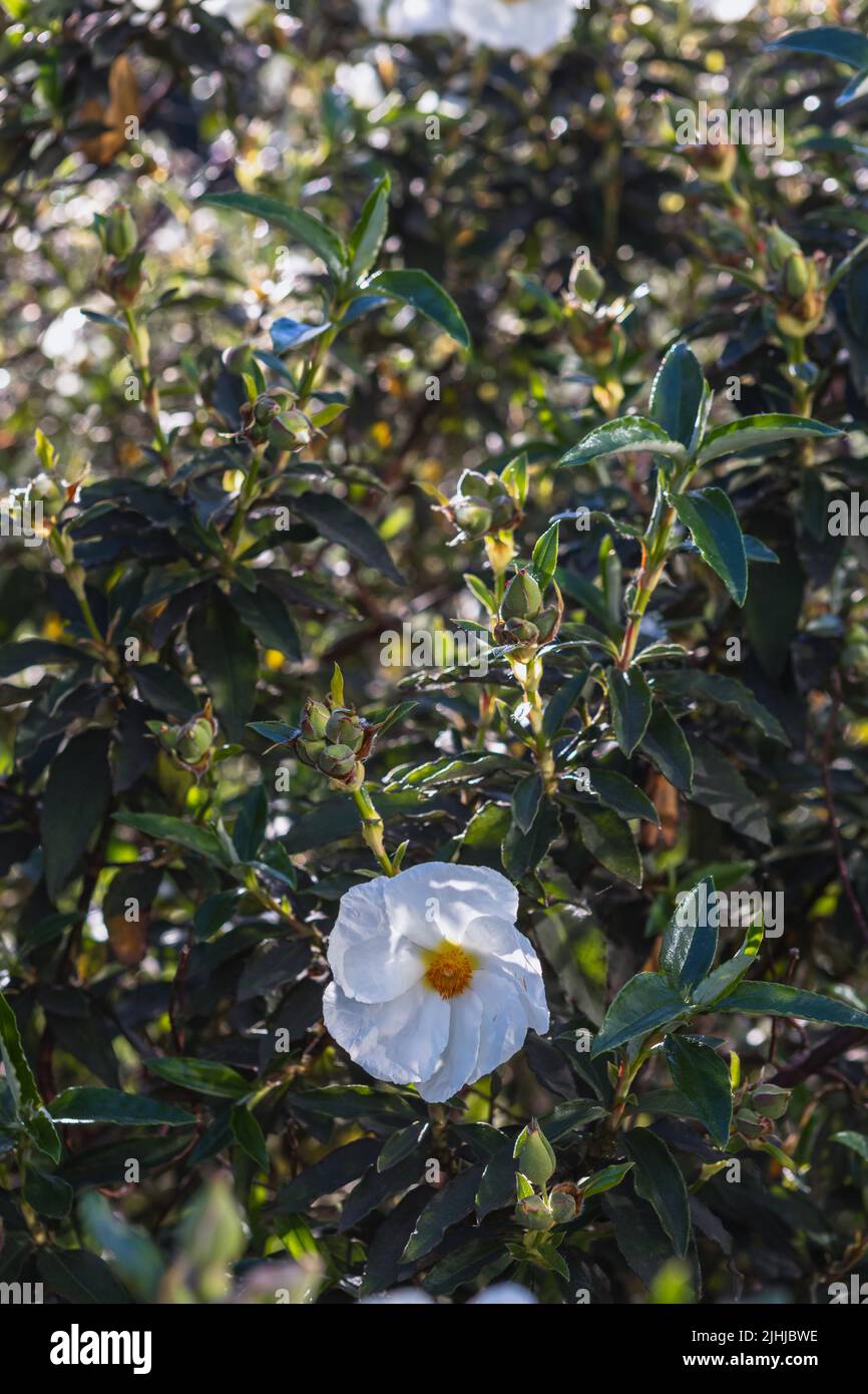 Cistus ladanifer L. (common gum cistus, laudanum) in flower Stock Photo