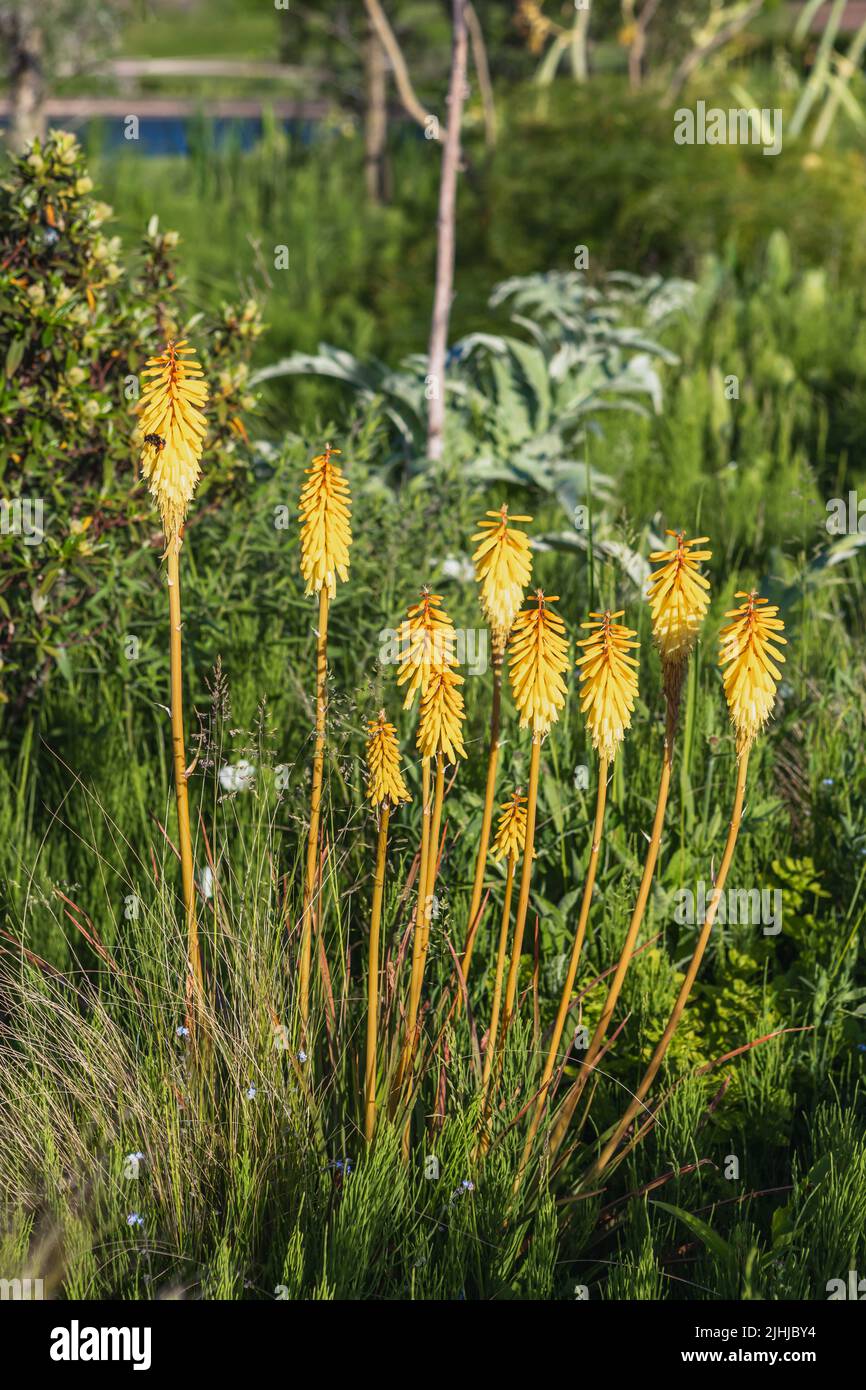 Clump of yellow flowering Kniphofia (red hot poker), dry garden setting Stock Photo
