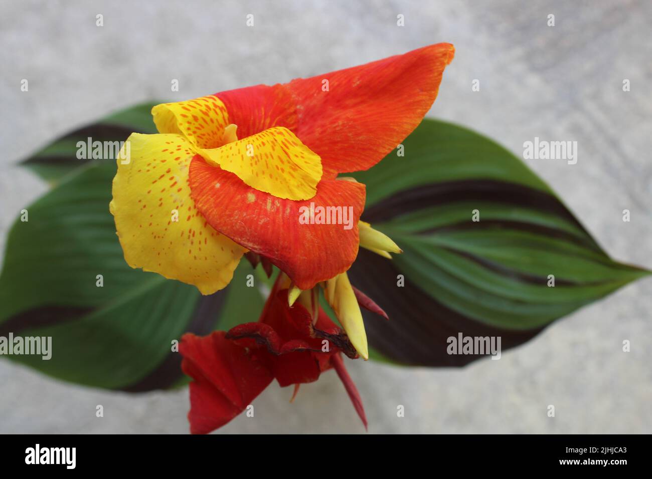 Red and yellow canna (maraca roja) flower with green and purple leaves in balcony. Stock Photo