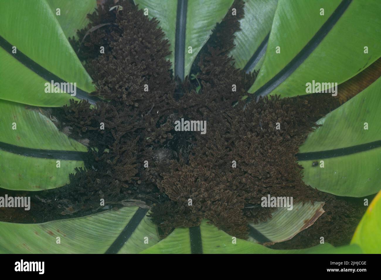 The brown, hairy and fibrous Asplenium nidus spongy roots Stock Photo