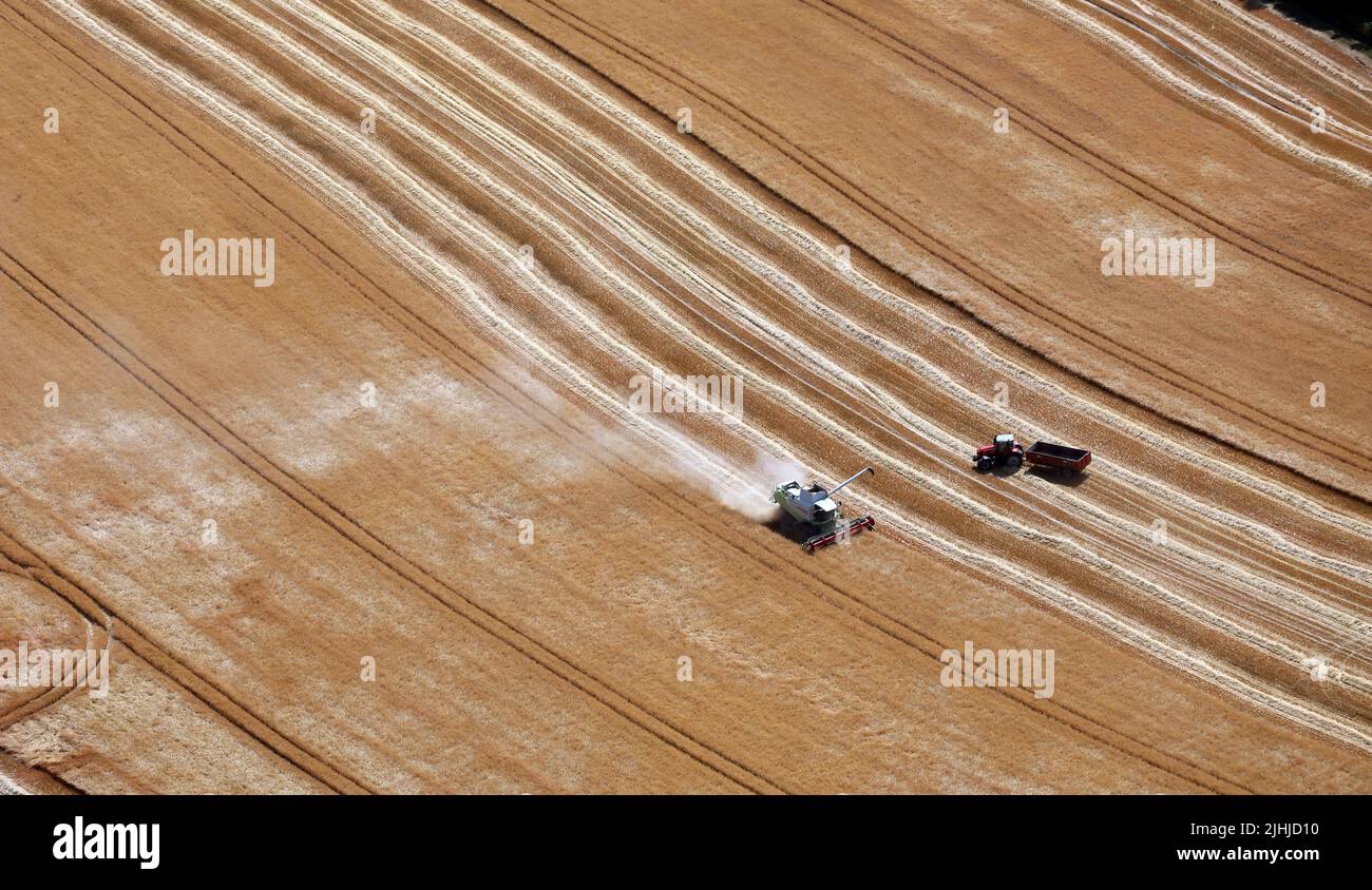 aerial view of a combine harvester with tractor & trailer harvesting wheat corn in the UK 2022 Stock Photo