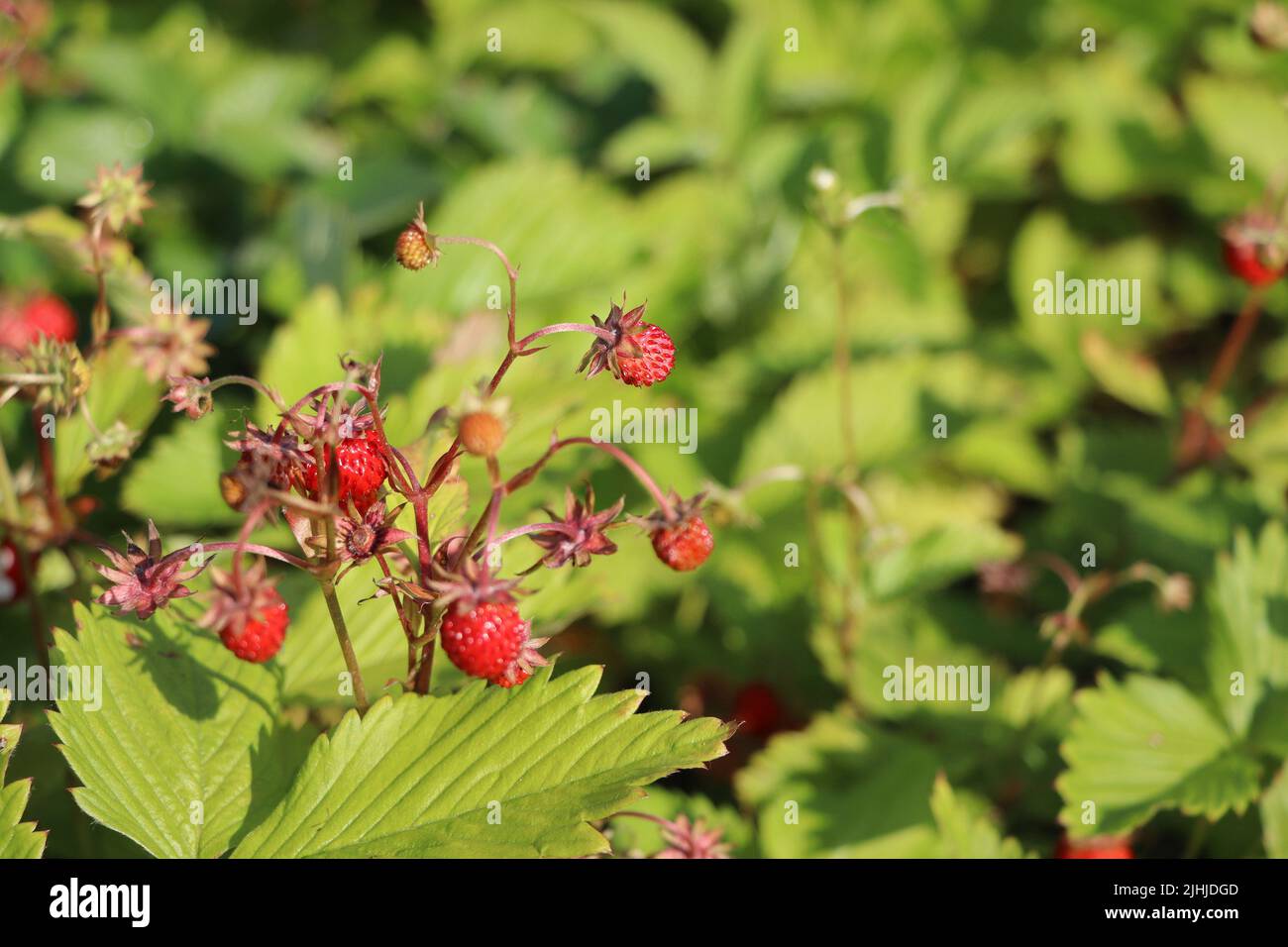 Wild strawberry bush in forest. Red strawberries berry and white flowers in wild meadow, close up Stock Photo