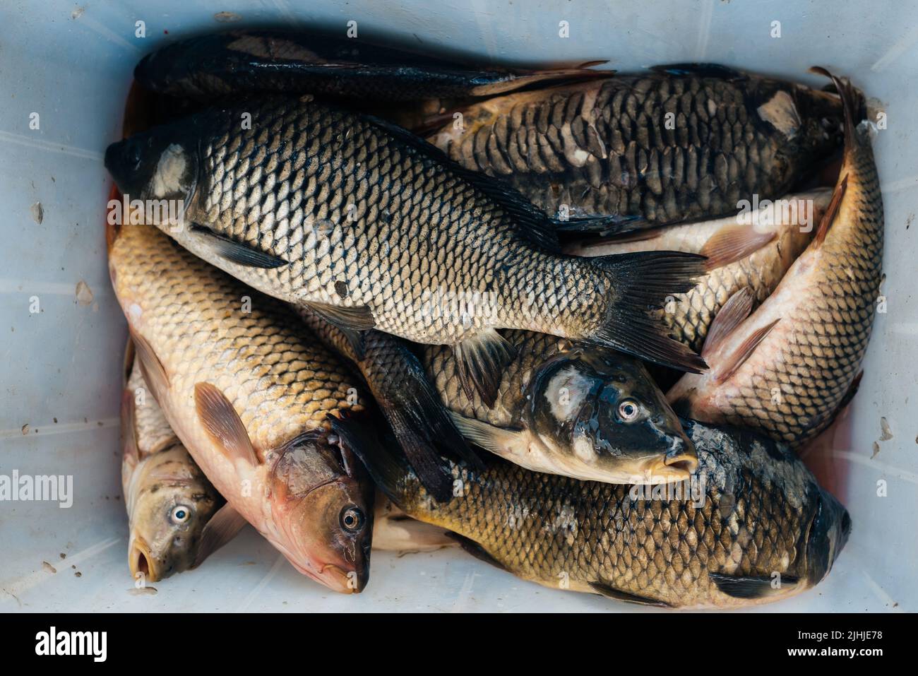 Rohu fish hi-res stock photography and images - Alamy