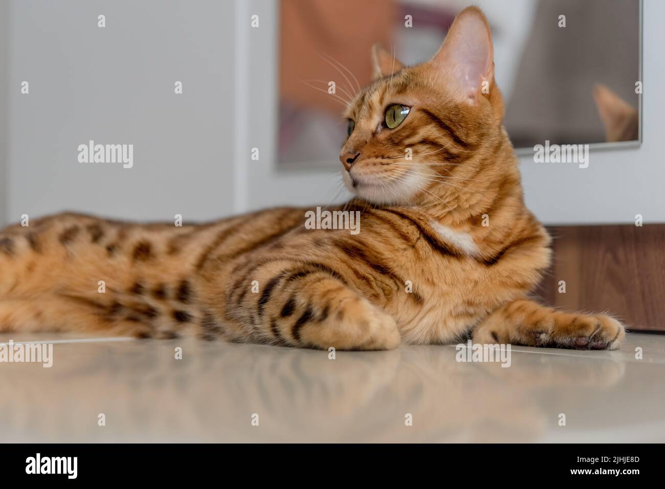 Bengal cat lies relaxed and confident on the floor of the house. Bengal breed portrait. Stock Photo