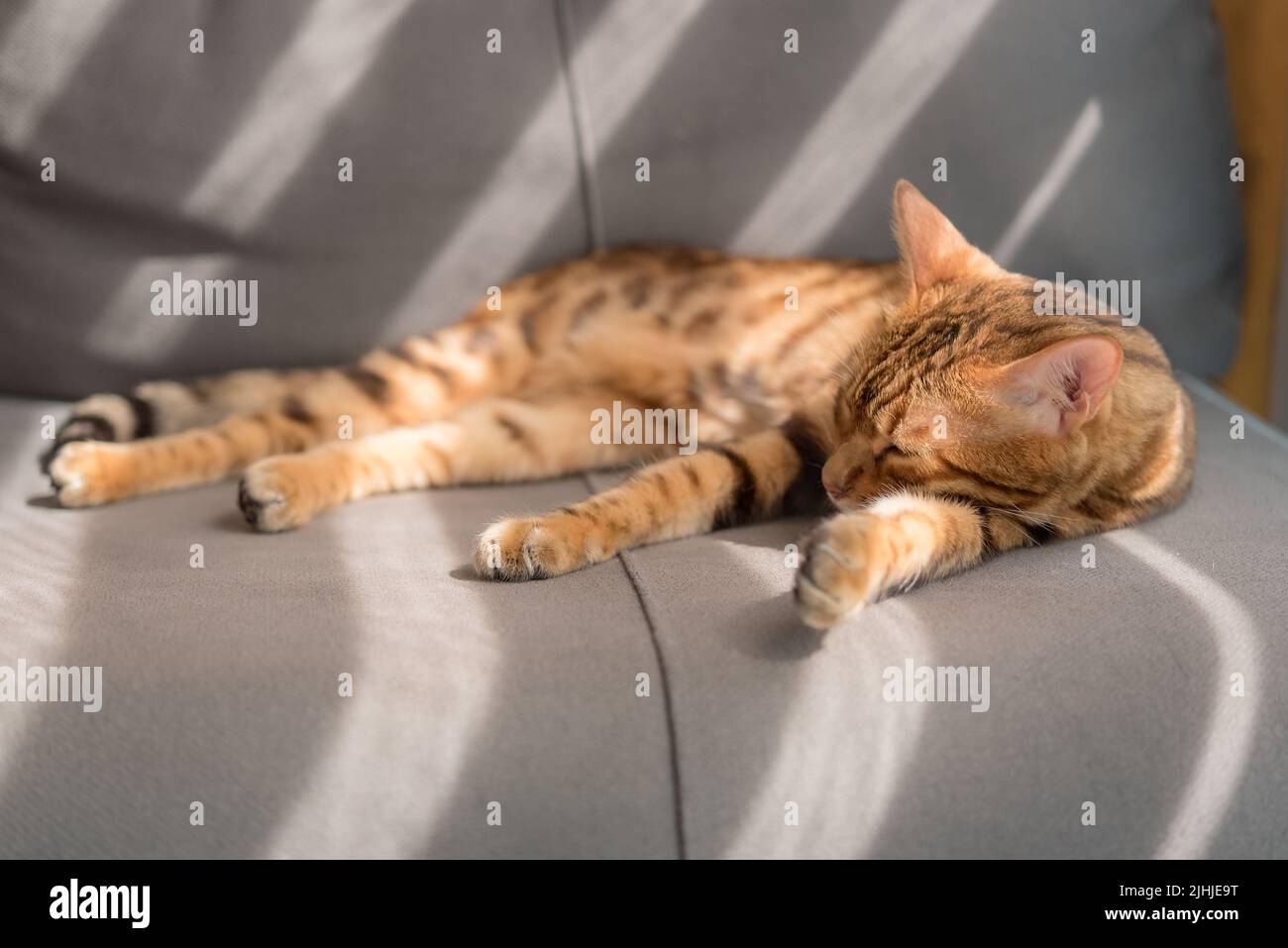 Domestic Bengal cat sleeps on a gray sofa. Stock Photo