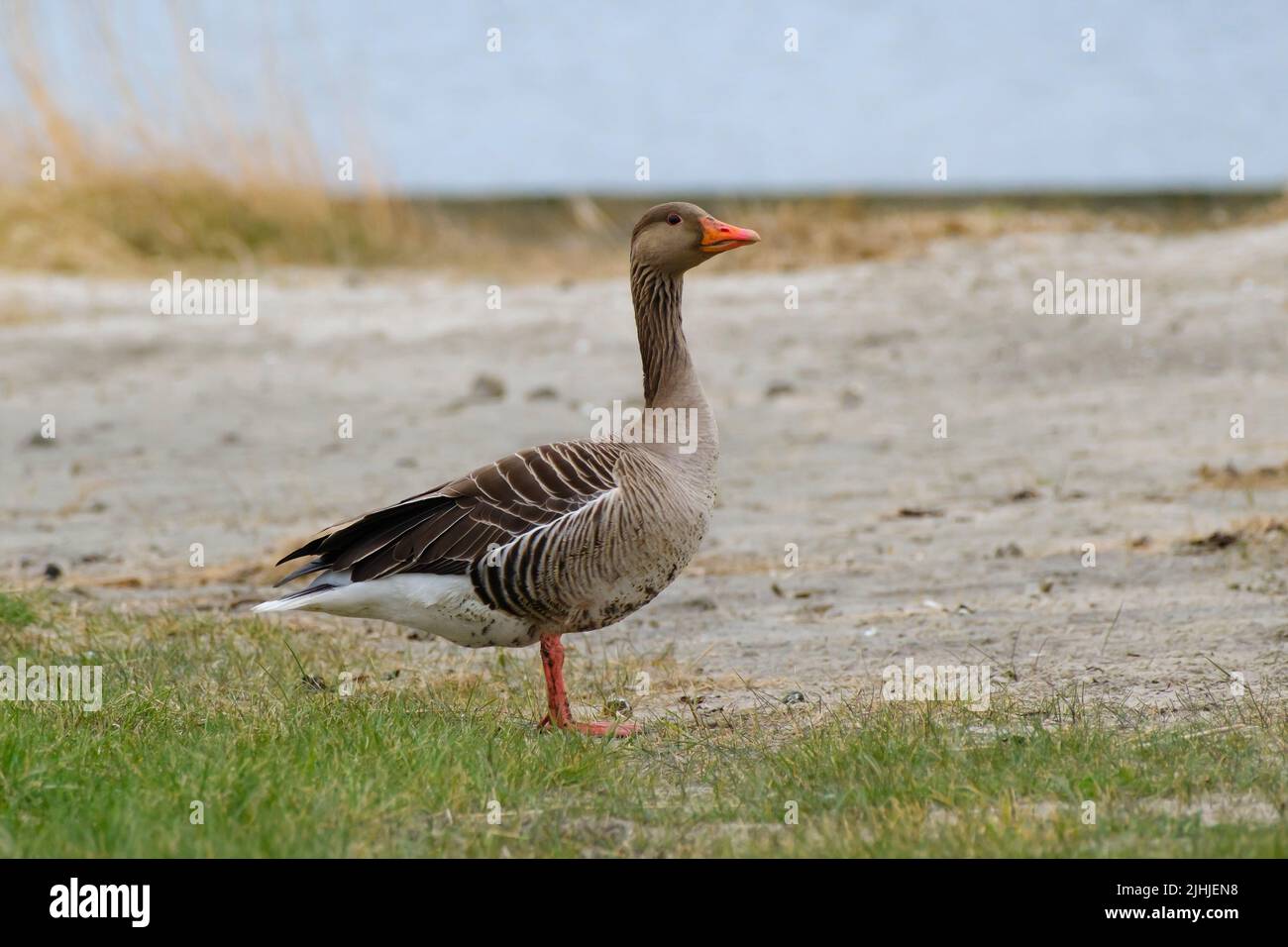 Greylag goose at the beach Stock Photo