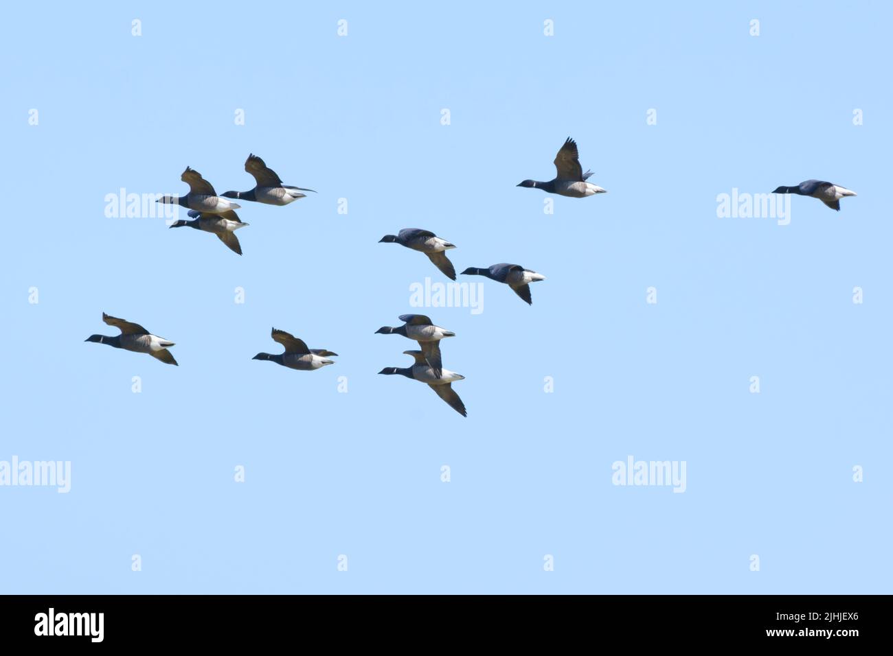 Flying Barnacle goose at the sky Stock Photo