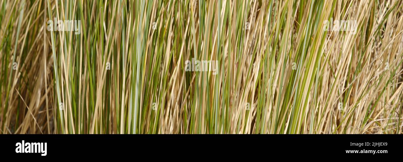Surface of Common Reed Stock Photo