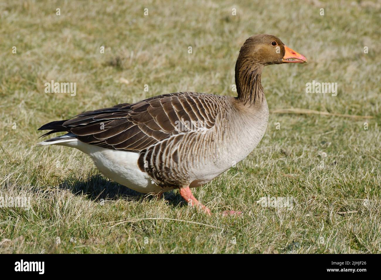 Greylag goose on a field Stock Photo