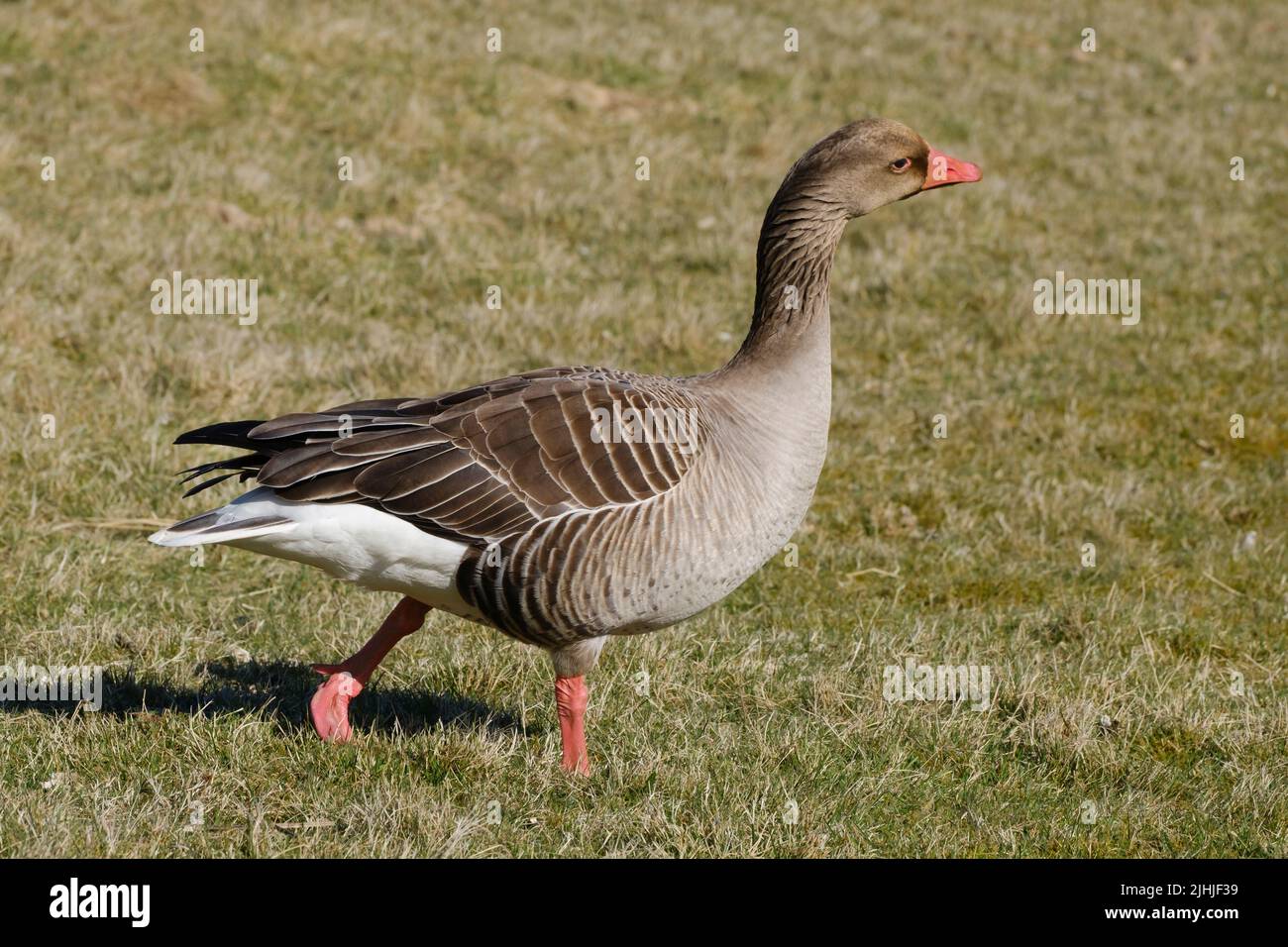 Greylag goose on a field Stock Photo