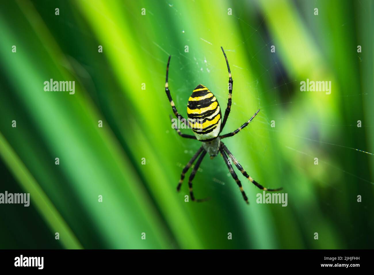 Argiope bruennichi spider on a web and green leaf background Stock Photo