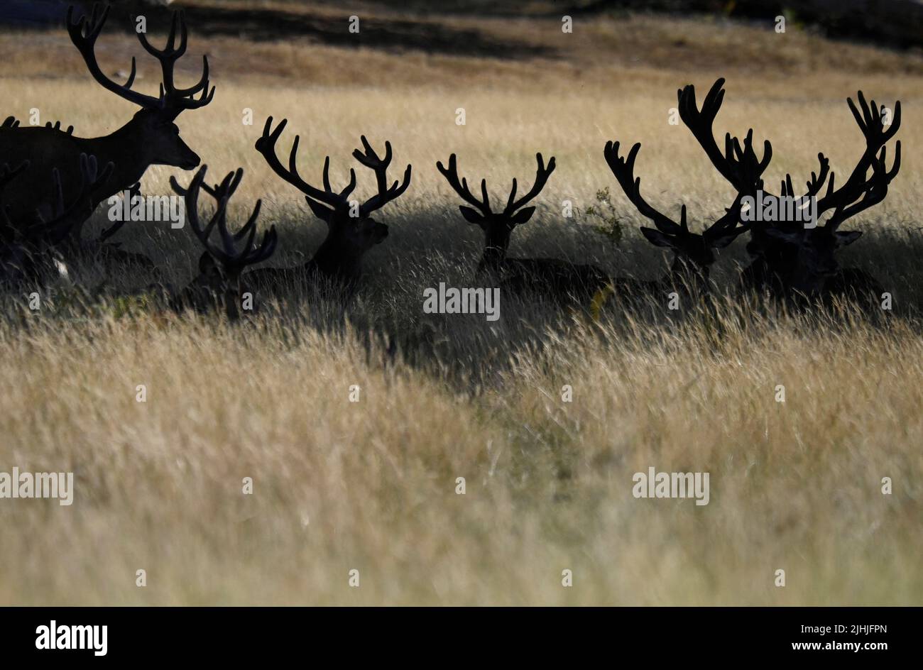 Deer rest in the shade during hot weather at Richmond Park in London, Britain, July 19, 2022. REUTERS/Toby Melville Stock Photo
