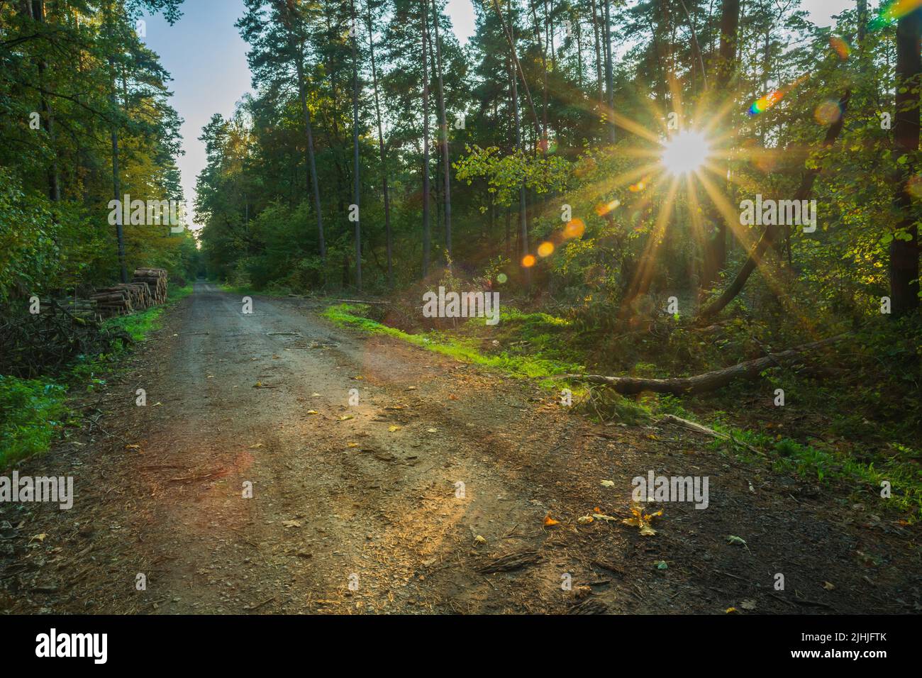 Sun star in dark forest with dirt road, idyllic woodland Stock Photo