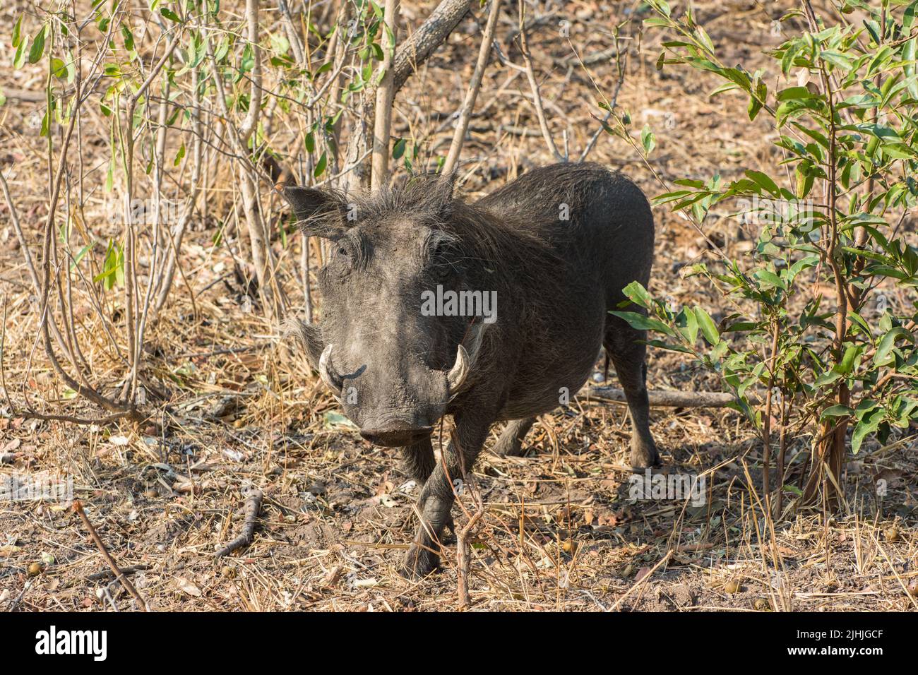 Warthog walking with head up looking towards the camera. Kruger Park, South Africa. Stock Photo