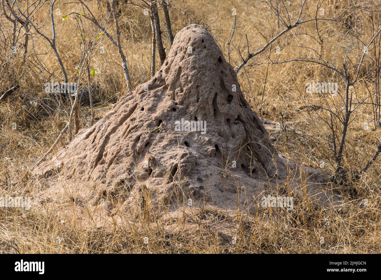 Termites nest in the Kruger Park, South Africa. Stock Photo