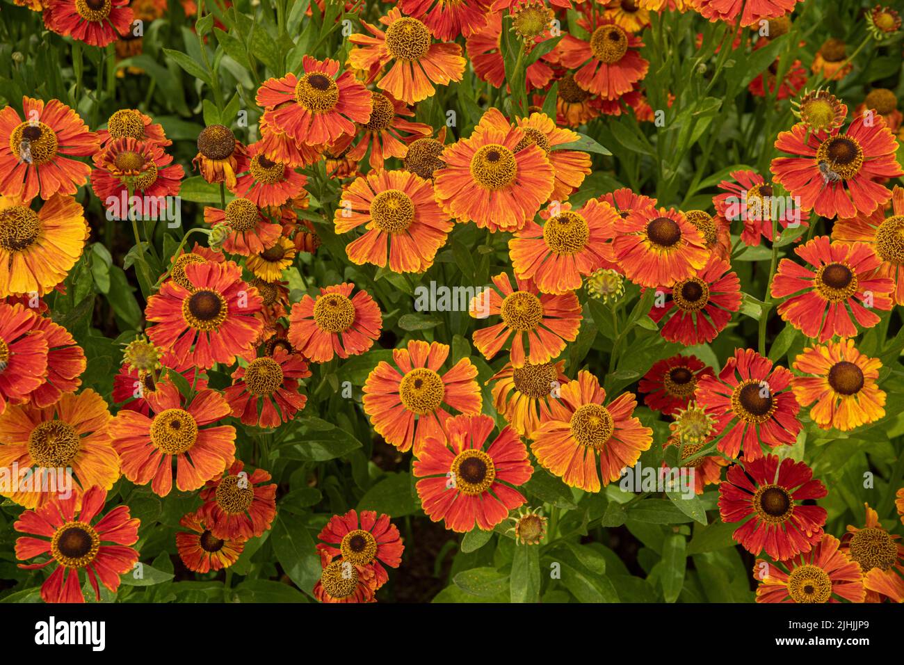 Helenium 'Waltraut' Stock Photo