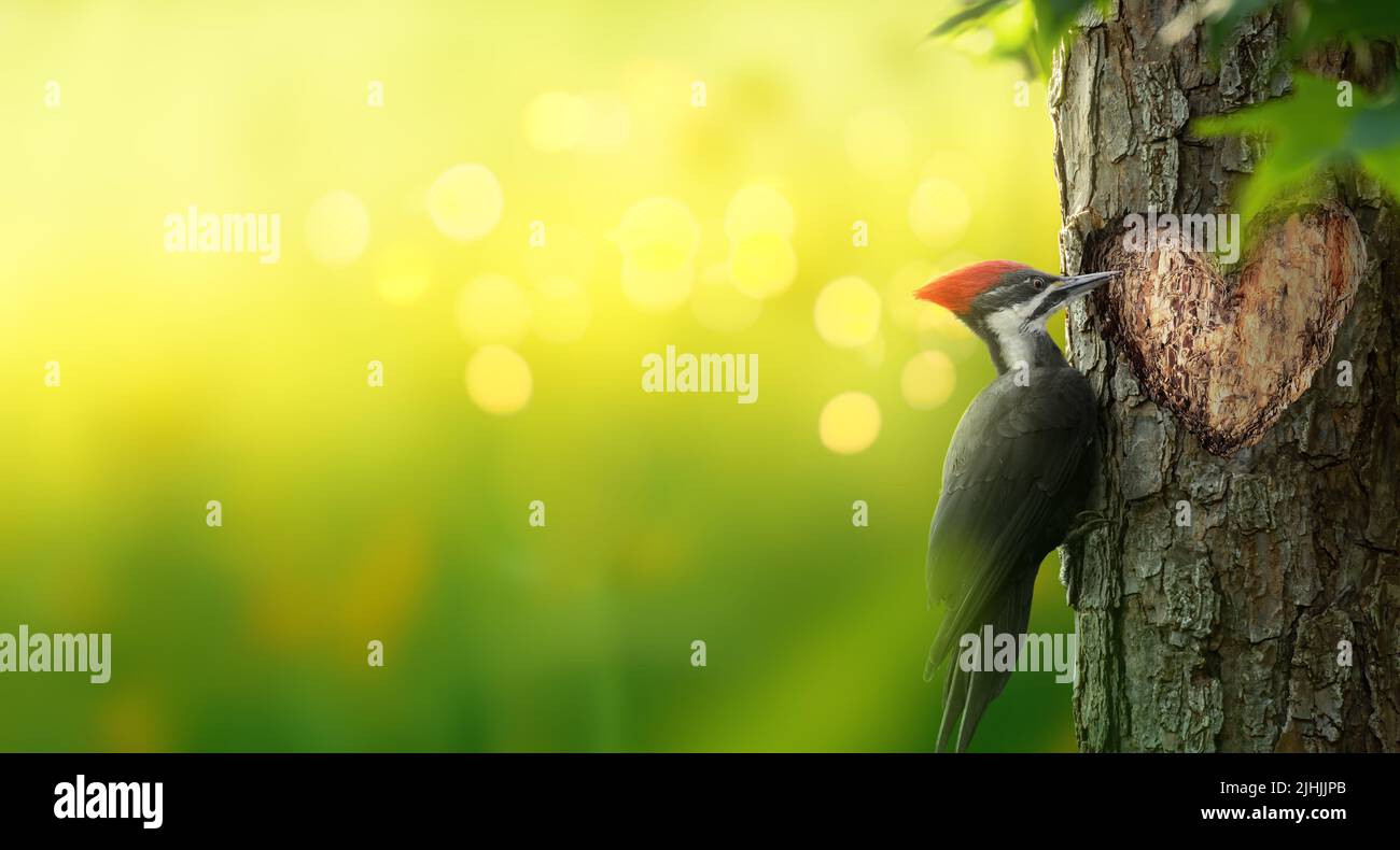 Pileated woodpecker bird carving a heart shaped hole in a tree. Romantic magical forest background with copy space. Stock Photo