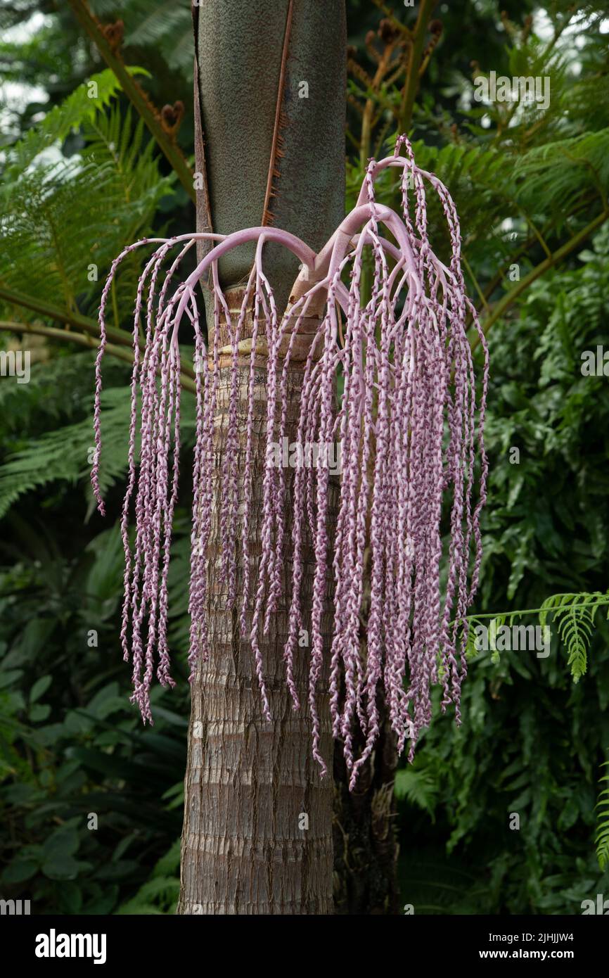 Palm tree Archontophoenix cunninghamiana. Flowers Stock Photo Alamy