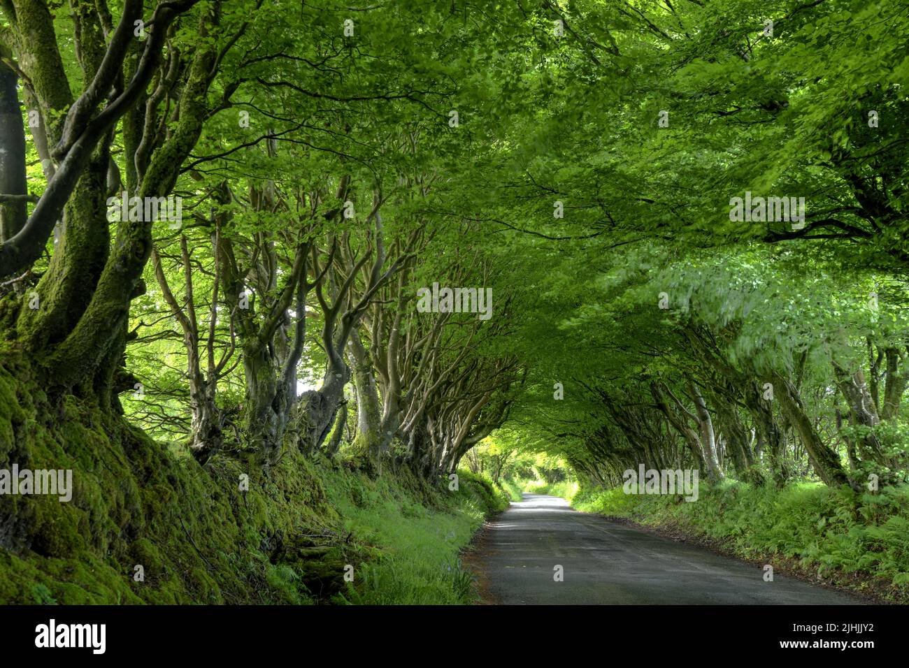Trees across road, Tintagel, Cornwall. Stock Photo