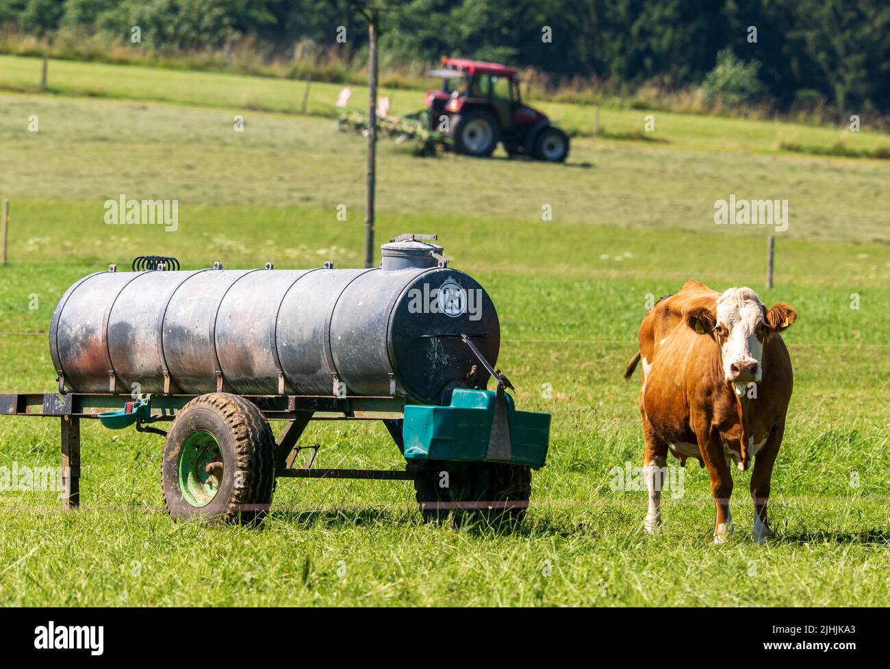 19 July 2022, Bavaria, Kreut (gemeinde Königsdorf): A tractor turns in a field, while in the foreground a cow stands in the meadow at a water fountain. Photo: Peter Kneffel/dpa Stock Photo