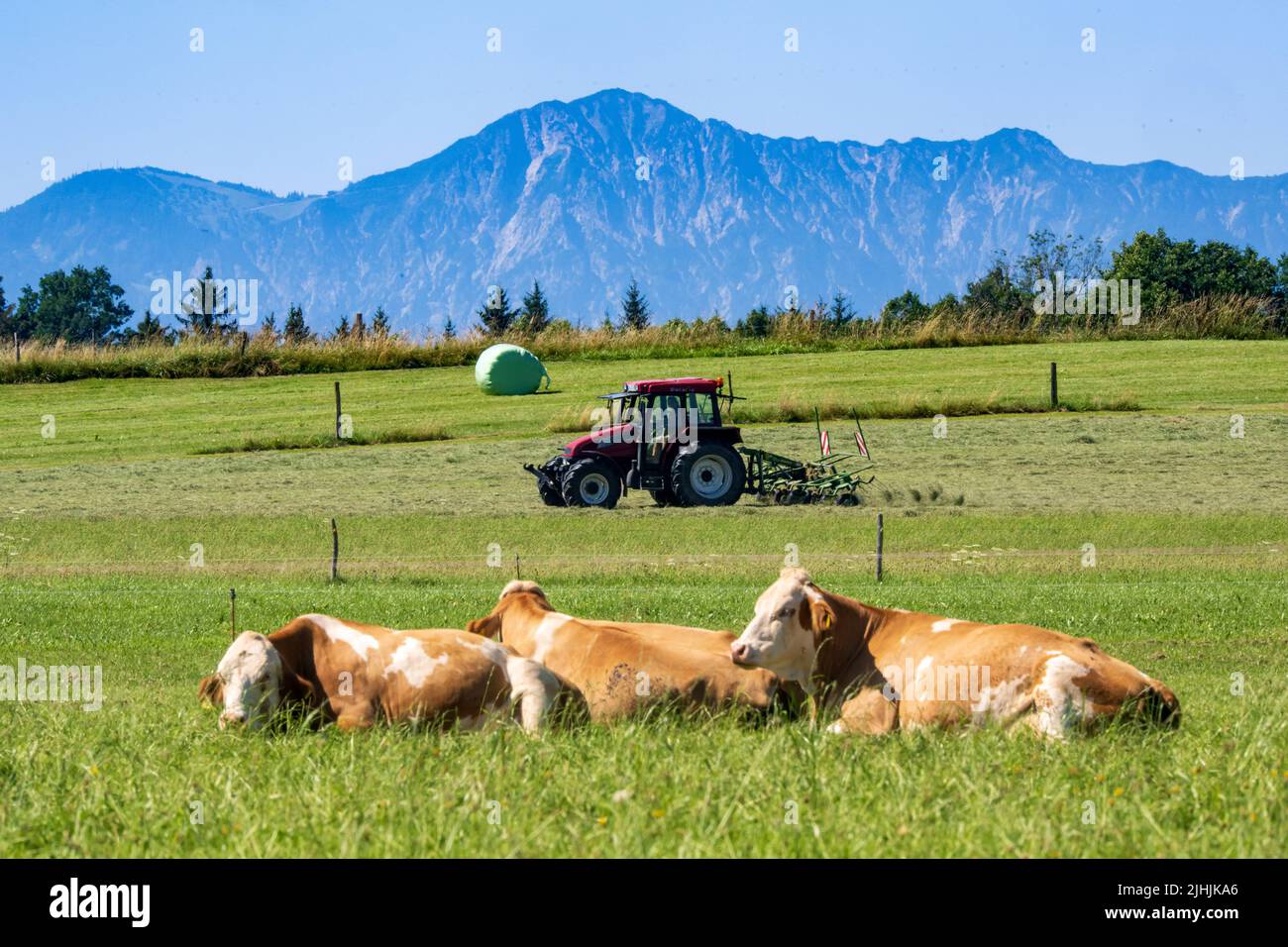 19 July 2022, Bavaria, Kreut (Gemeinde Königsdorf): A tractor turns hay in a field, against the backdrop of the Alps, while in the foreground cows lie in the meadow. Photo: Peter Kneffel/dpa Stock Photo