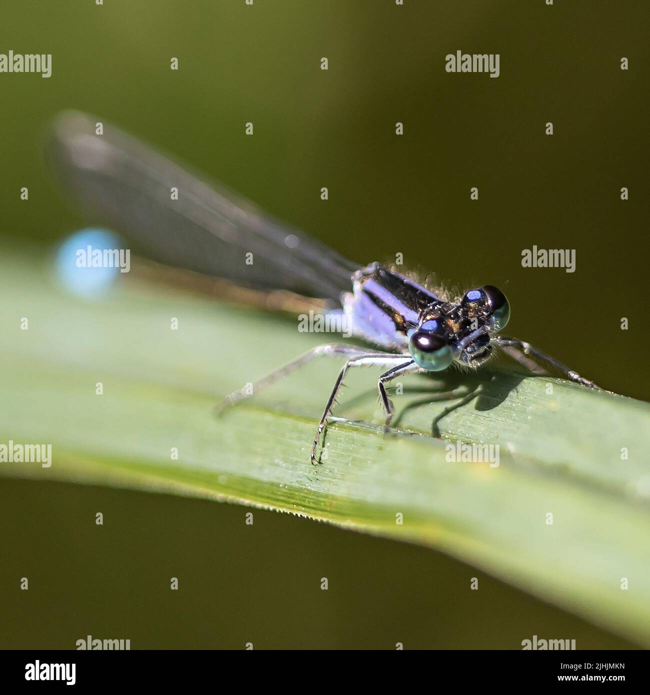Macro shot of damsel fly on a leaf Stock Photo
