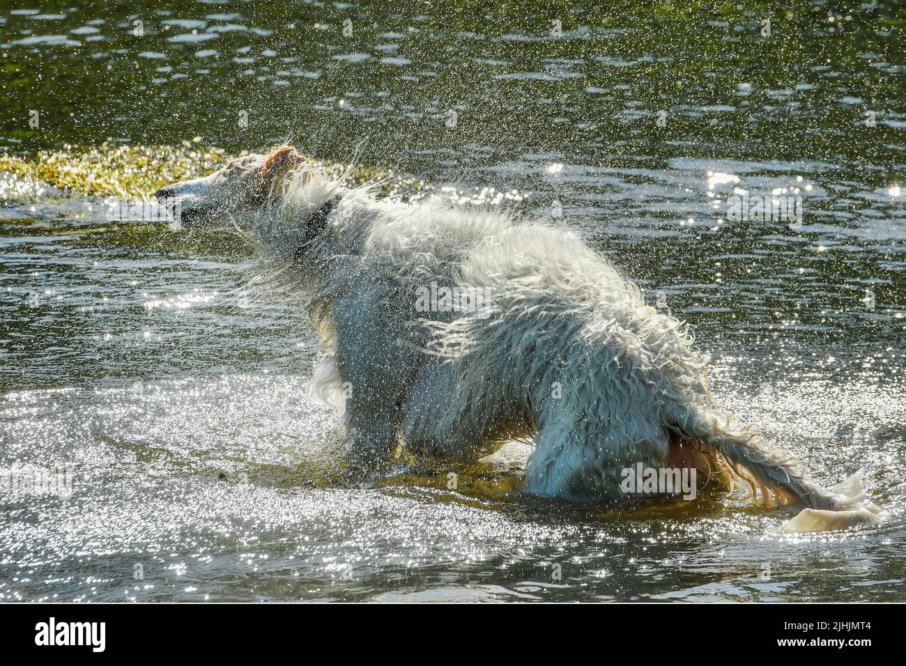 Animals that live in rivers hi-res stock photography and images - Alamy