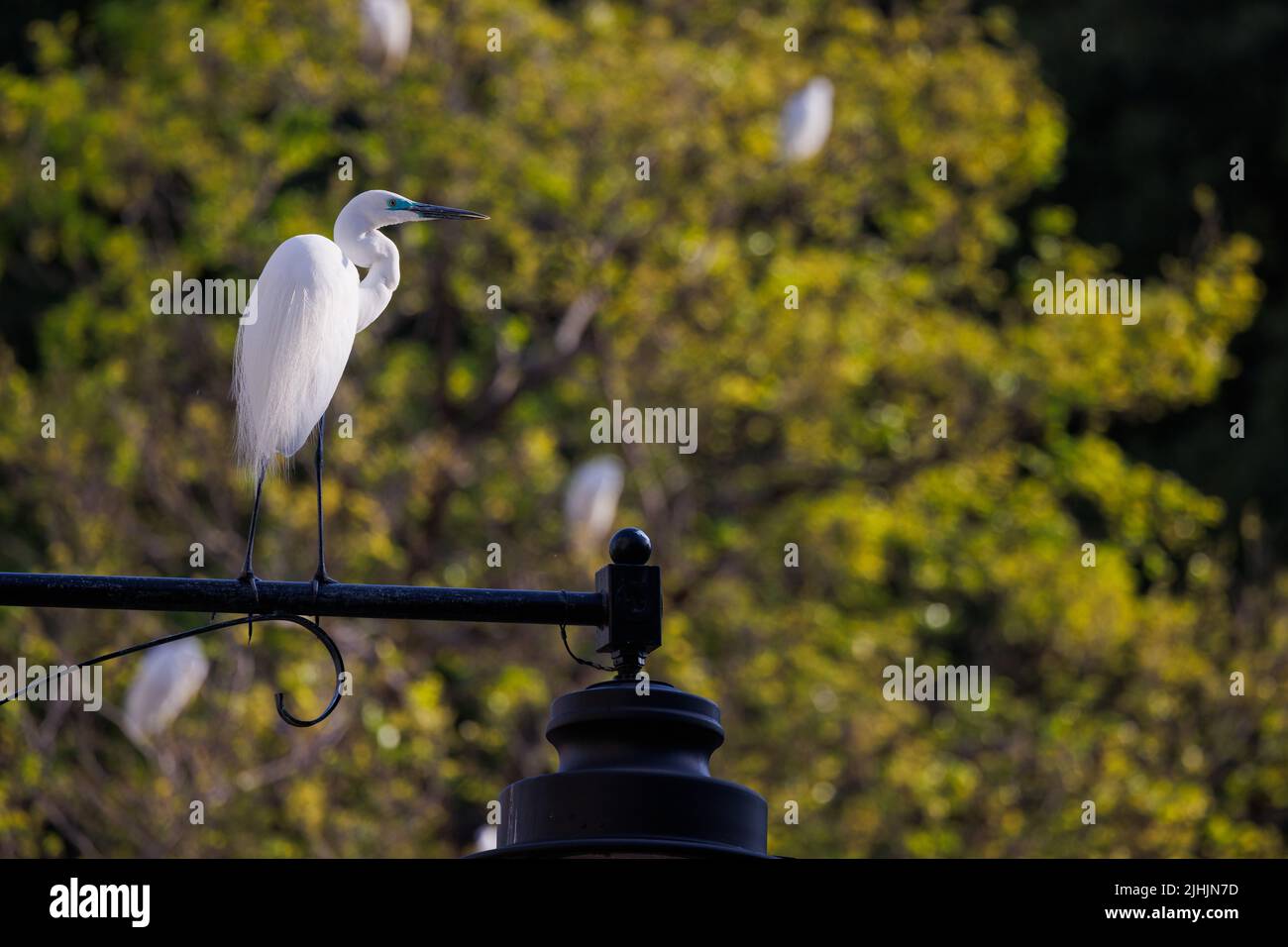 Great Egret in Hong Kong Stock Photo