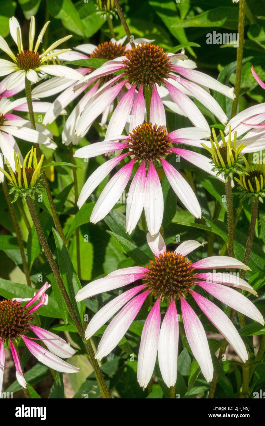 White Coneflowers Echinacea "Pretty Parasols", Pink Center Halo flowers