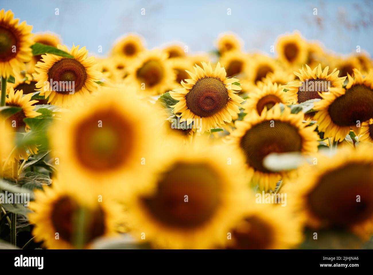 Wonderful panoramic view of field of sunflowers by summertime Stock Photo