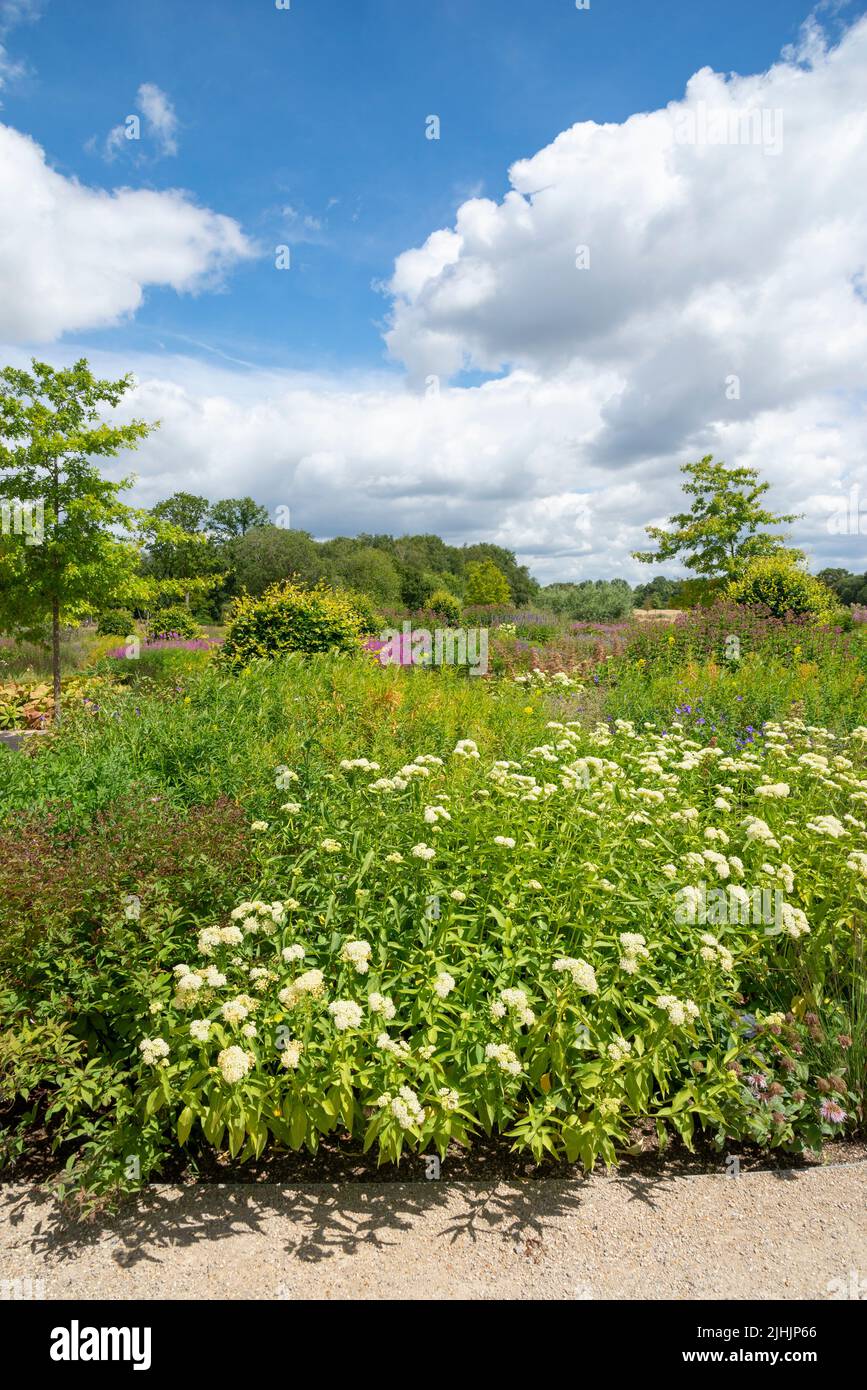 The Worsley Welcome garden at RHS Bridgewater, a new garden in Greater Manchester, England. July, 2022. Asclepias Incarnata 'Ice Ballet in foreground. Stock Photo