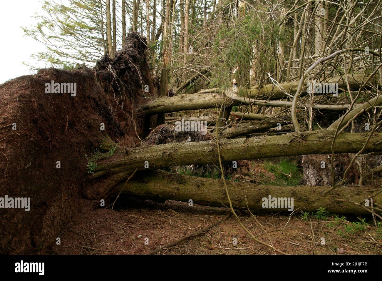 Uprooted trees from Storm Arwen, along Crooked Road just outside Beattock, Dumfries & Galloway, Scotland, UK Stock Photo