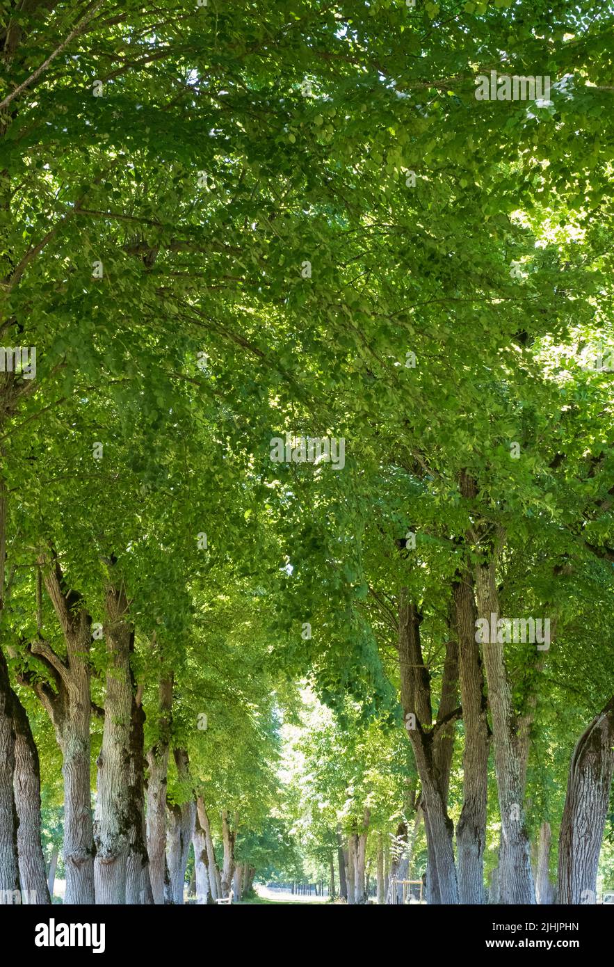 Avenue of trees at Château de Valençay in the Loire Valley, central