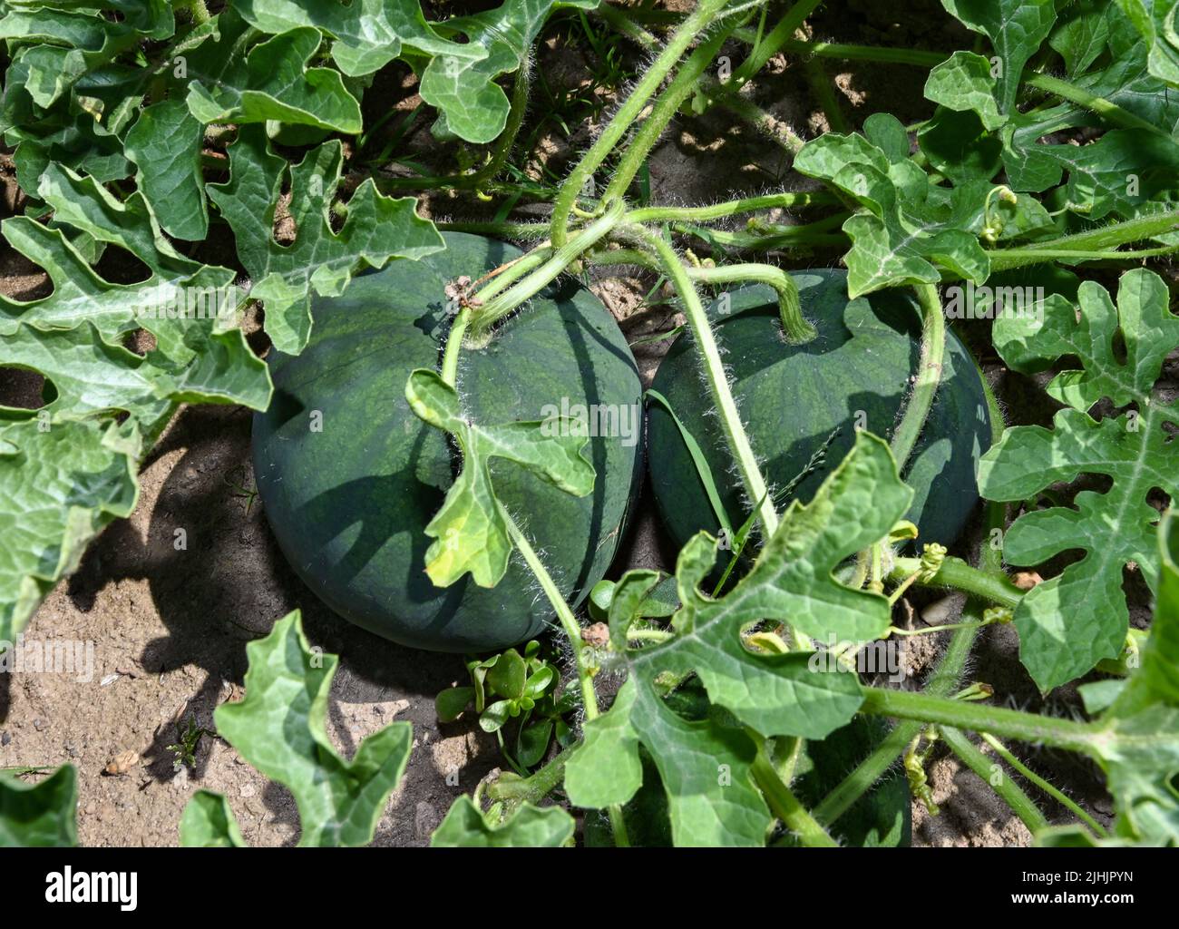 How do bananas grow on trees hires stock photography and images Alamy