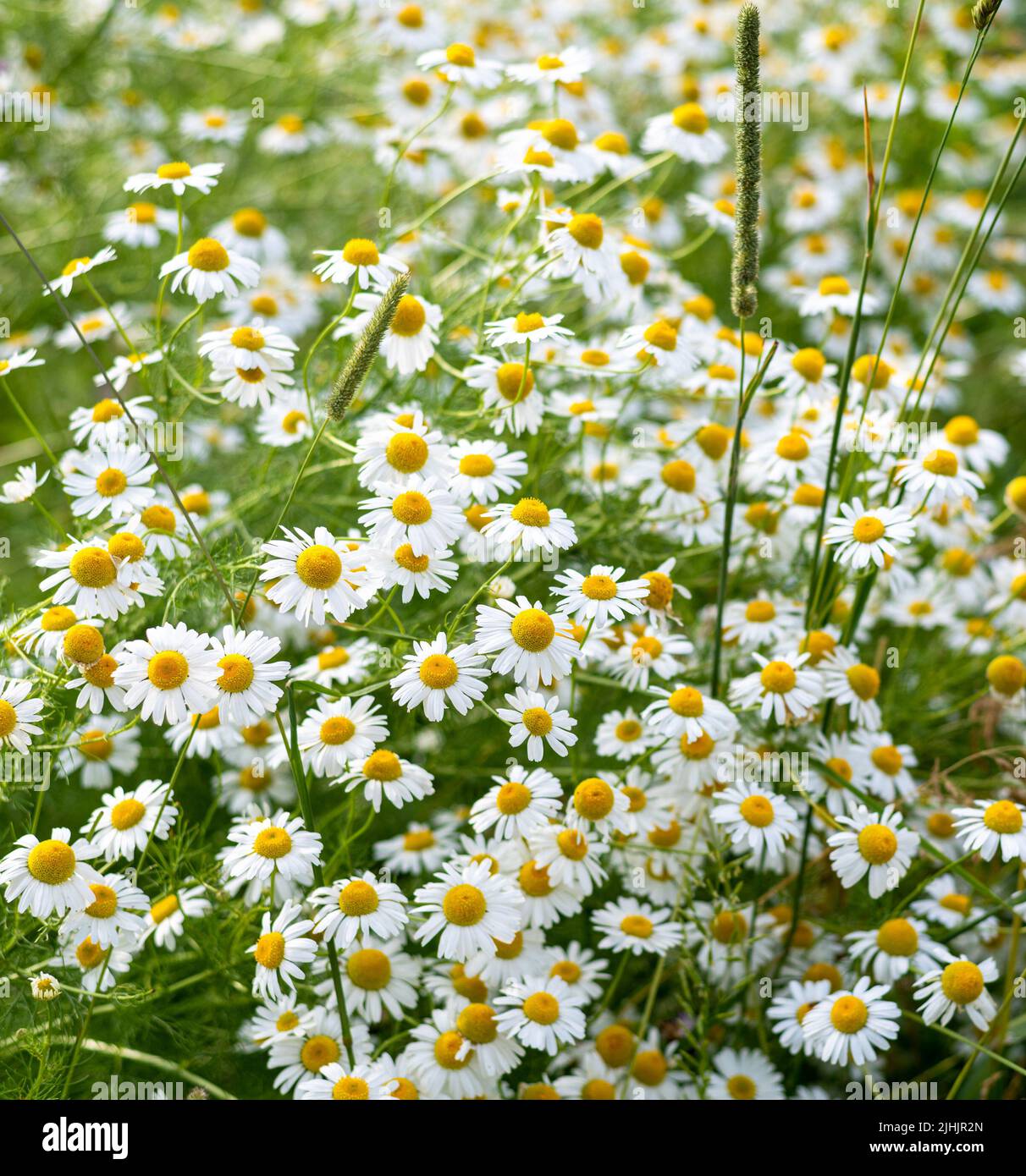 Many beautiful field daisies in meadow, Russia Stock Photo