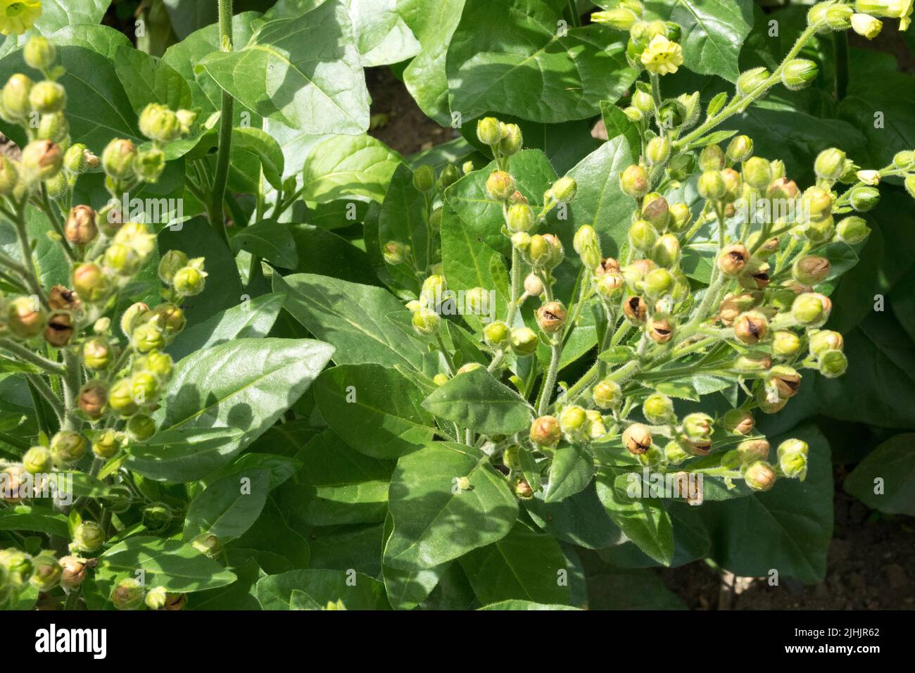 Wild Aztec Tobacco, Nicotiana rustica, Mapacho, Wild Tobacco, Medicinal Plant, Sacred Tobacco flowering Stock Photo