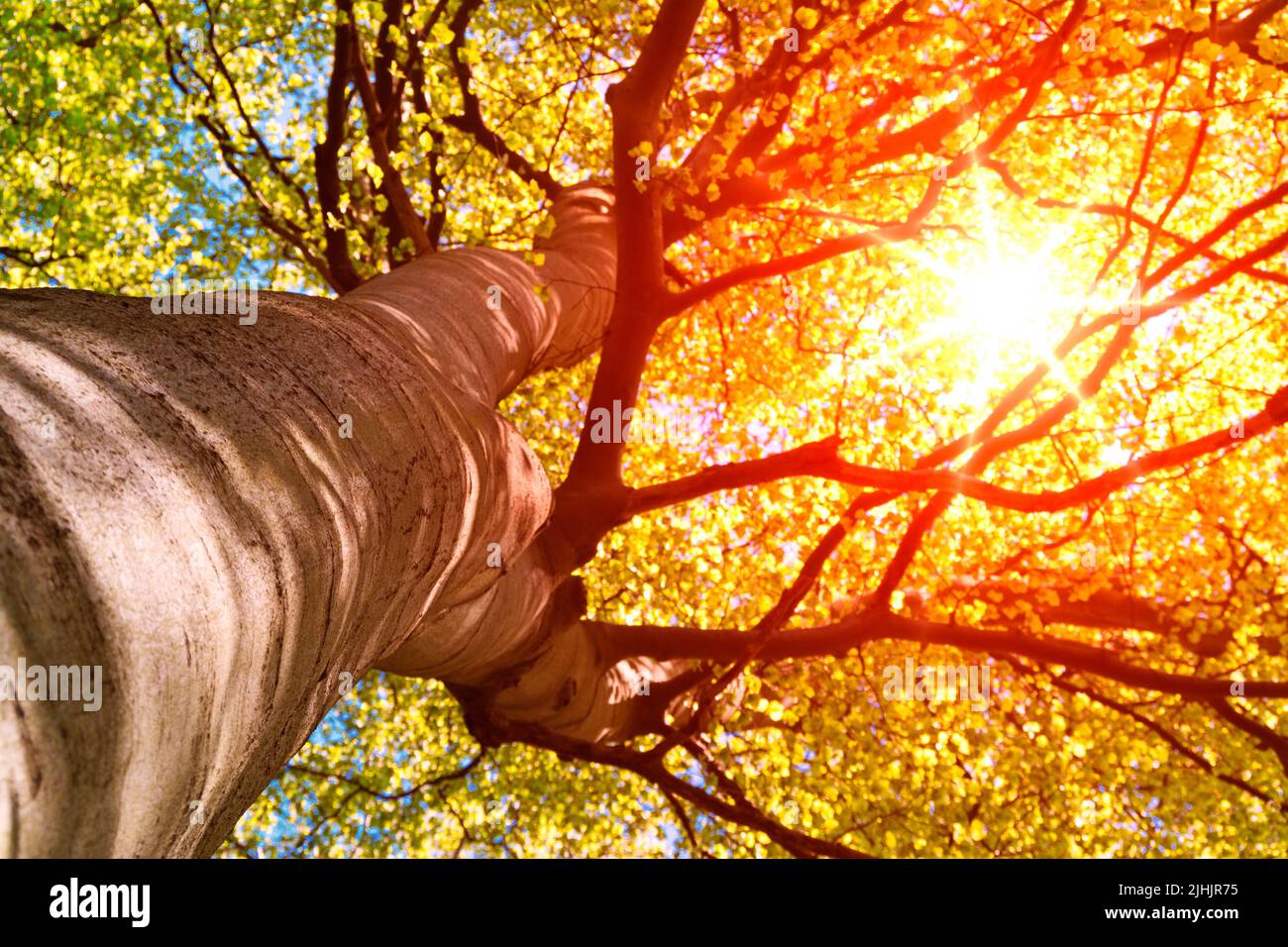 In the early morning: Sunbeams through treetop Stock Photo