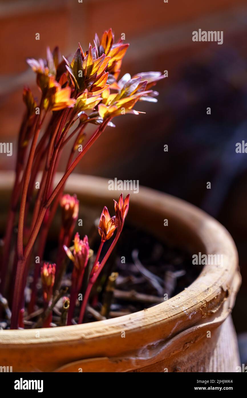Creciendo en planta hi-res stock photography and images - Alamy