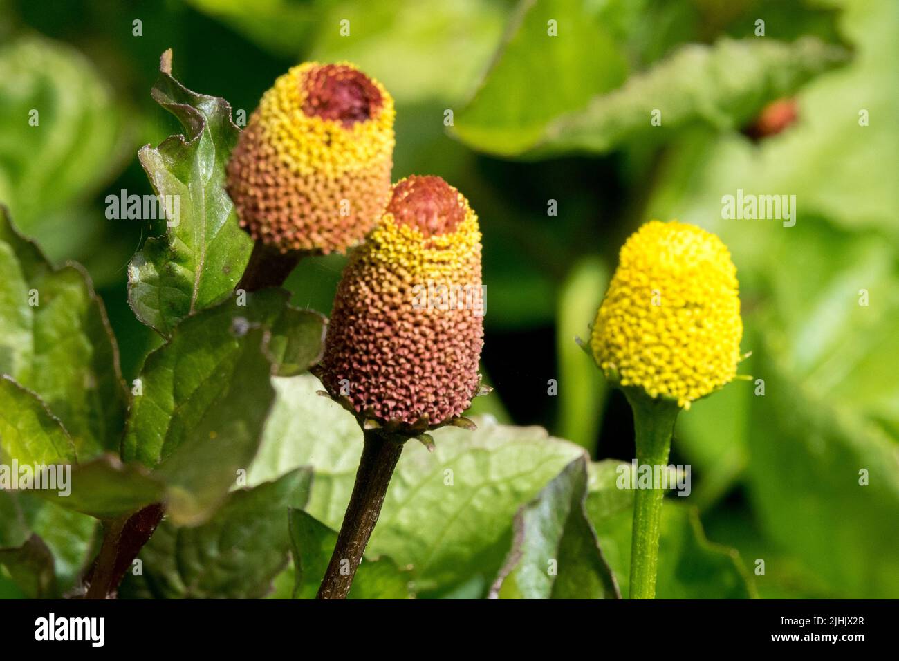Edible Plant, Spilanthes, Acmella oleracea Stock Photo