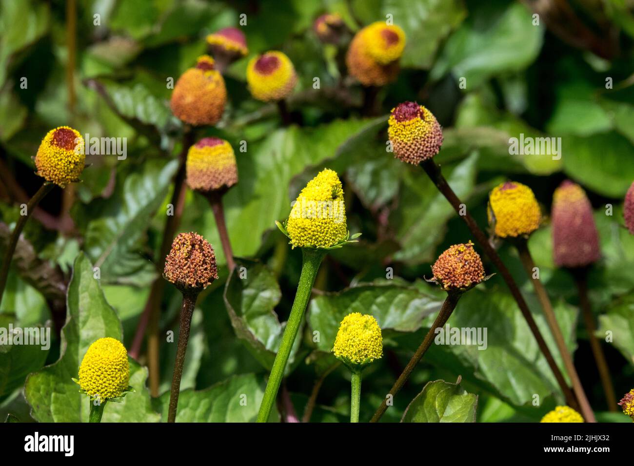 Edible Plant, Spilanthes, Acmella oleracea Stock Photo