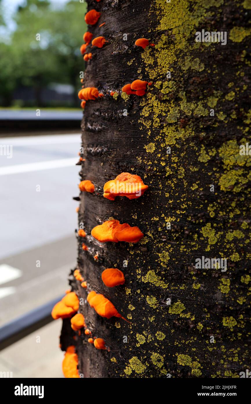 An orange mushroom from a Japanese roadside tree Stock Photo - Alamy